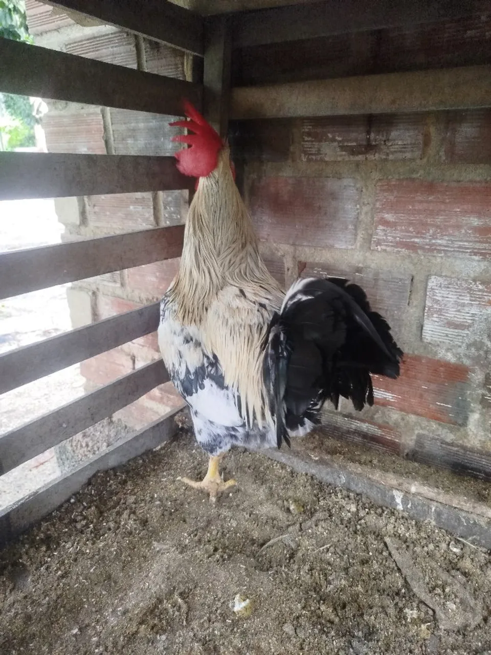 Frango de Capoeira