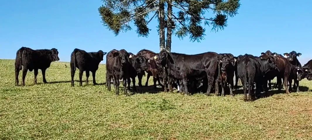 Novilhas Aberdeen Angus e Brangus, Vazias - Foto 5