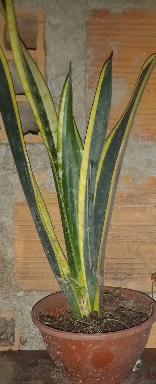 Planta espada de São Jorge 
