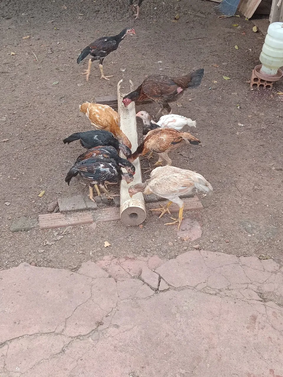Frangos moura pra fazer uma criação top animais puro.