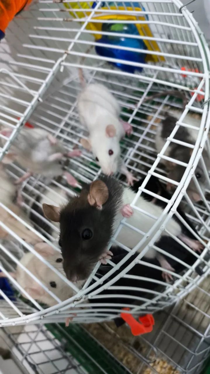 Ratos