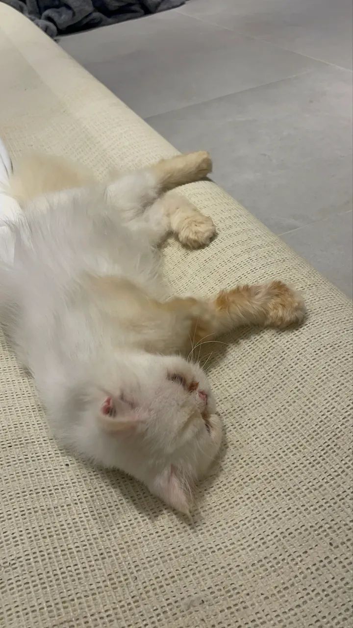 Gato persa macho  - Foto 2