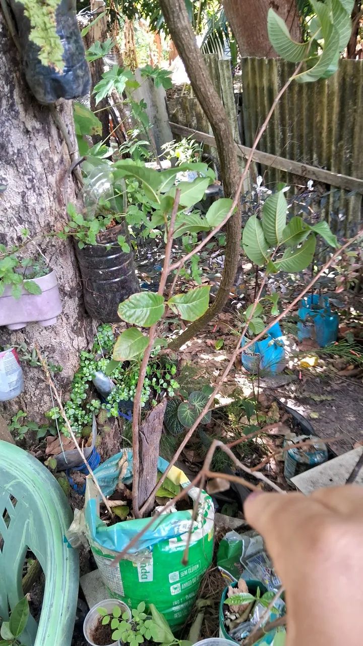 Frutíferas  - Foto 3