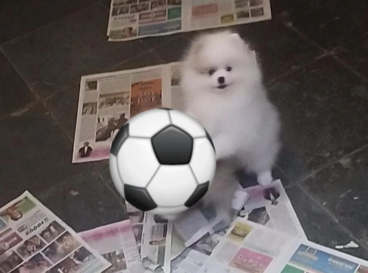 Machinhos branco de Spitz  - Foto 3