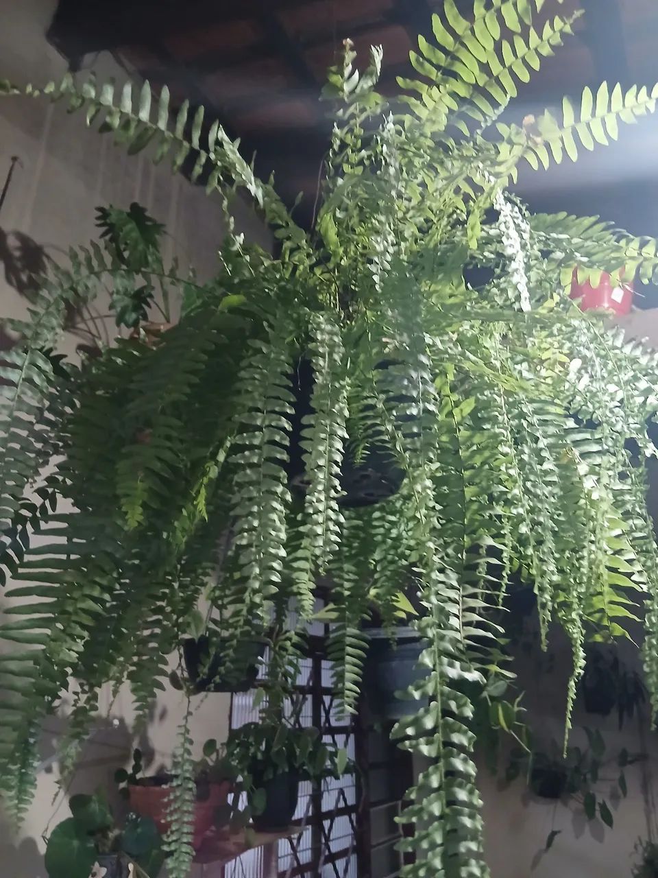 Planta samambaia 