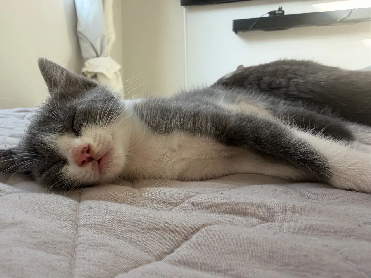 Adote uma gatinha  - Foto 2