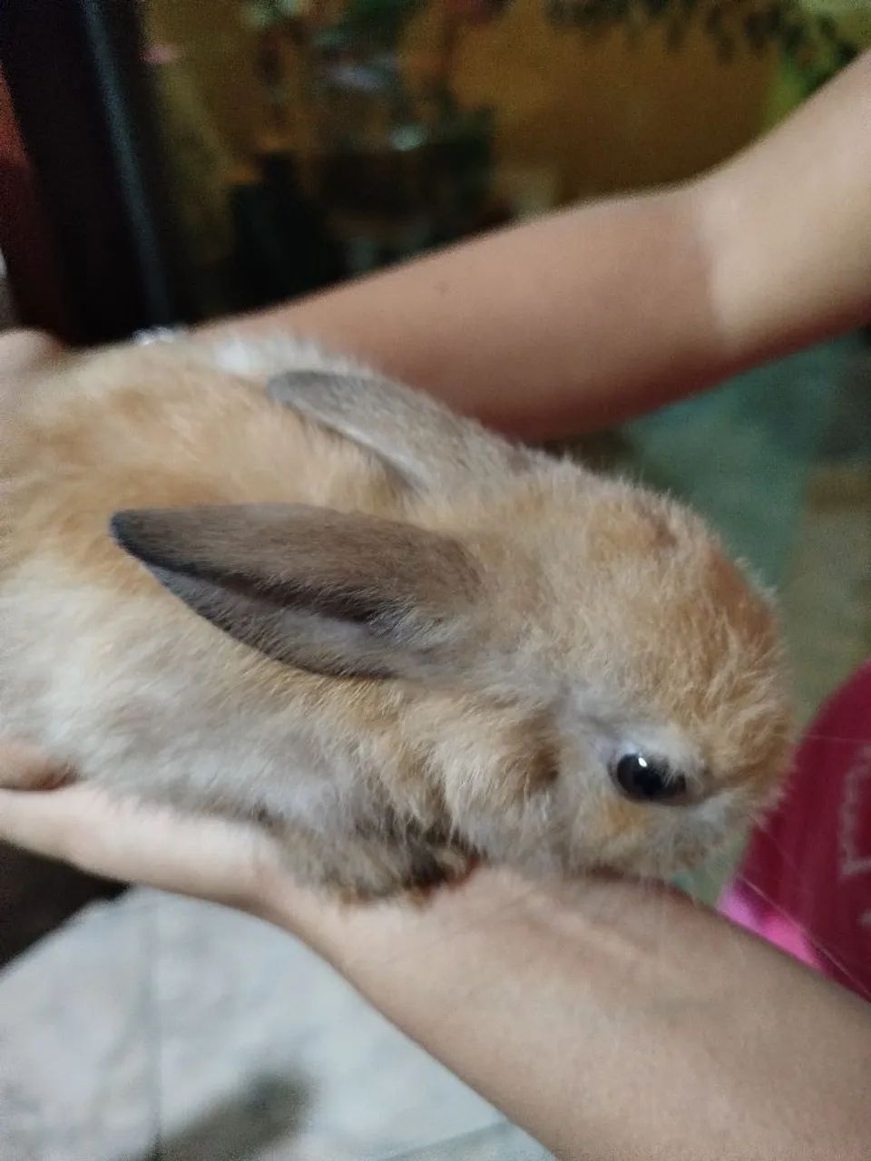 Mini coelho fêmea  - Foto 2