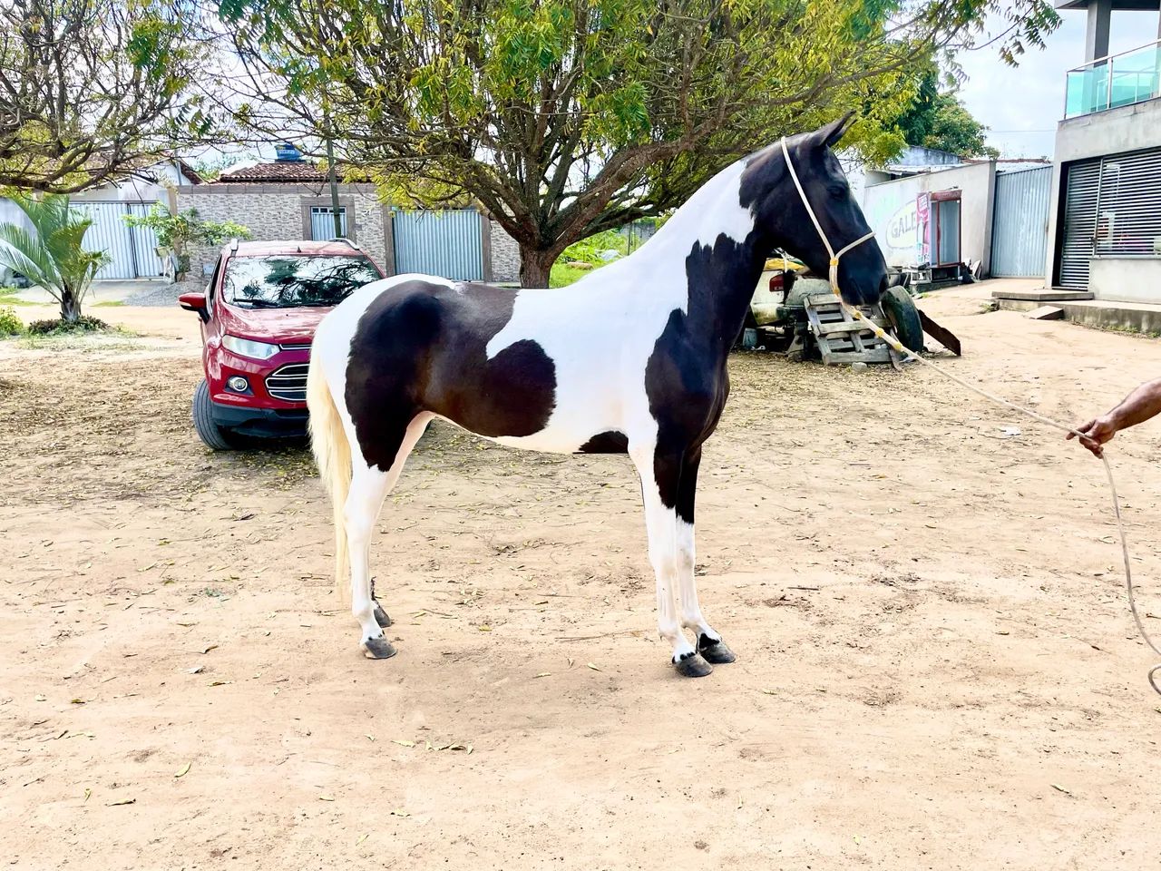 ÉGUA MANGALARGA MARCHADOR  - Foto 2