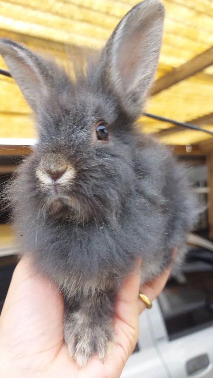 Últimos 5 Mini Lionhead disponíveis em Curitiba