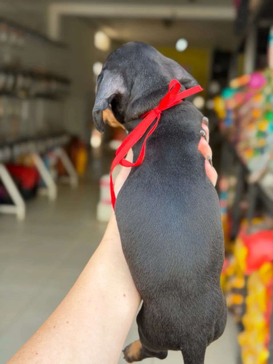 Salsichinha macho preto - Foto 5
