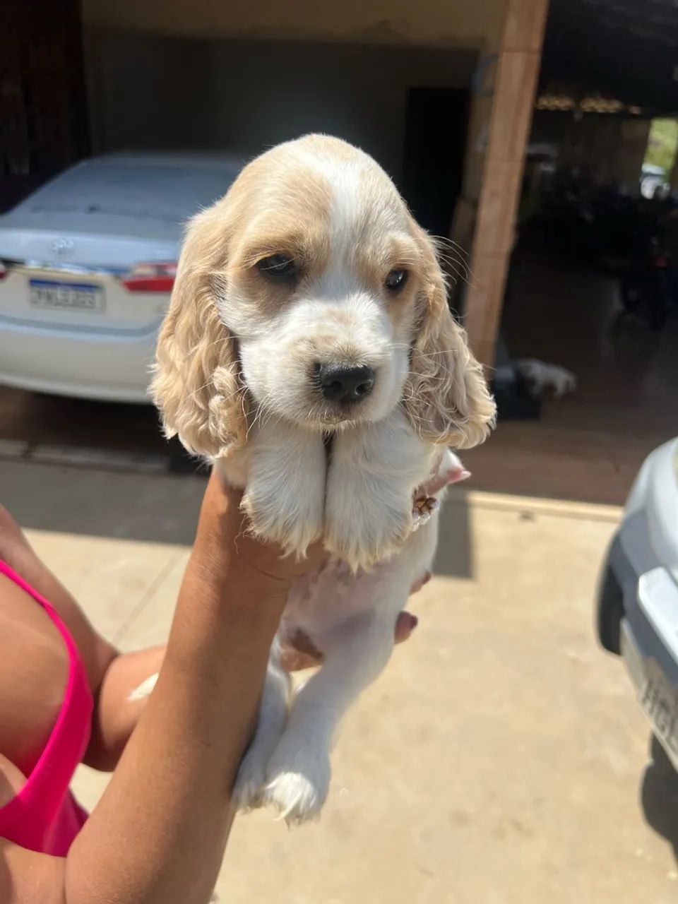 Coker spaniel - Foto 4