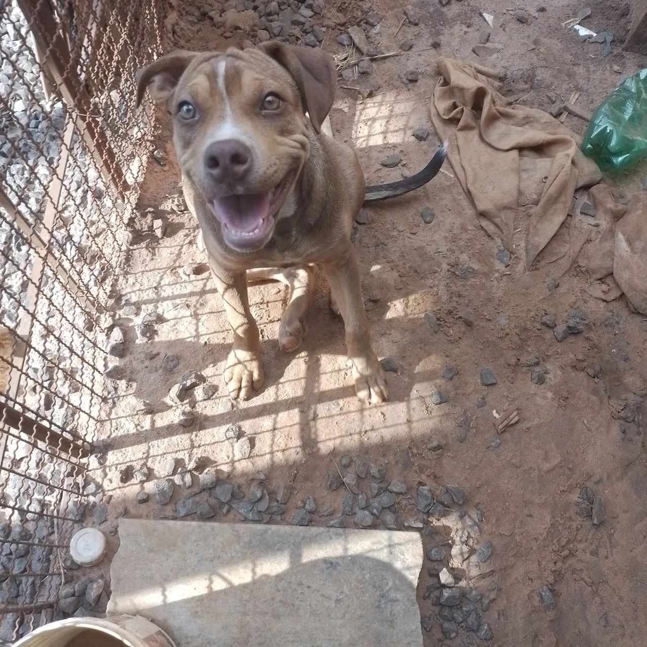 Cachorro pit bull terrier  - Foto 3
