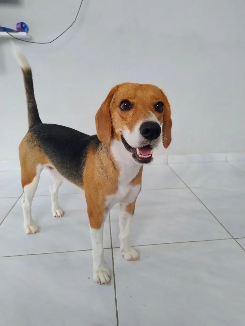 Beagle a procura de namorada. - Foto 4