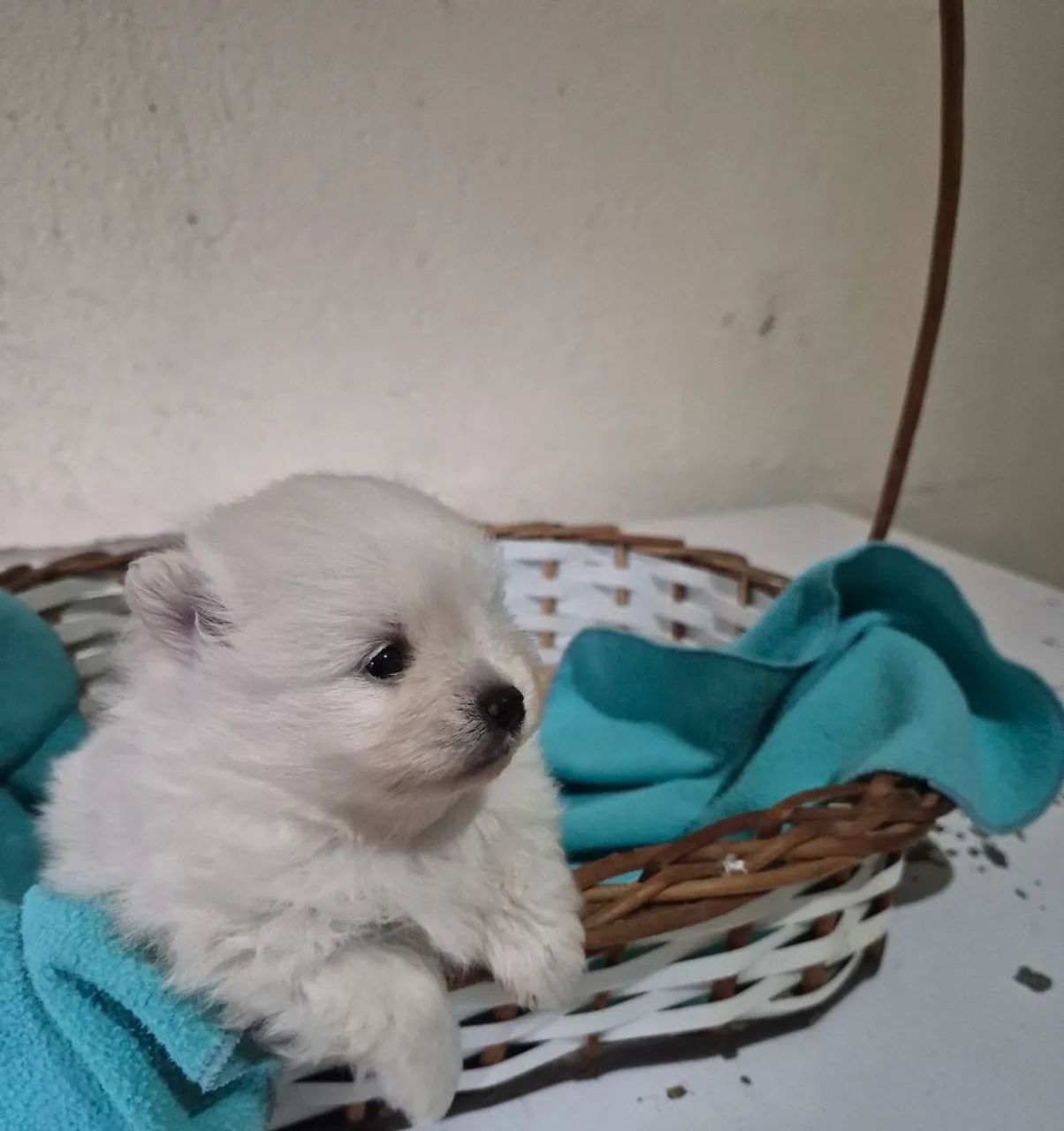 Lulu da Pomerânia! - Foto 3
