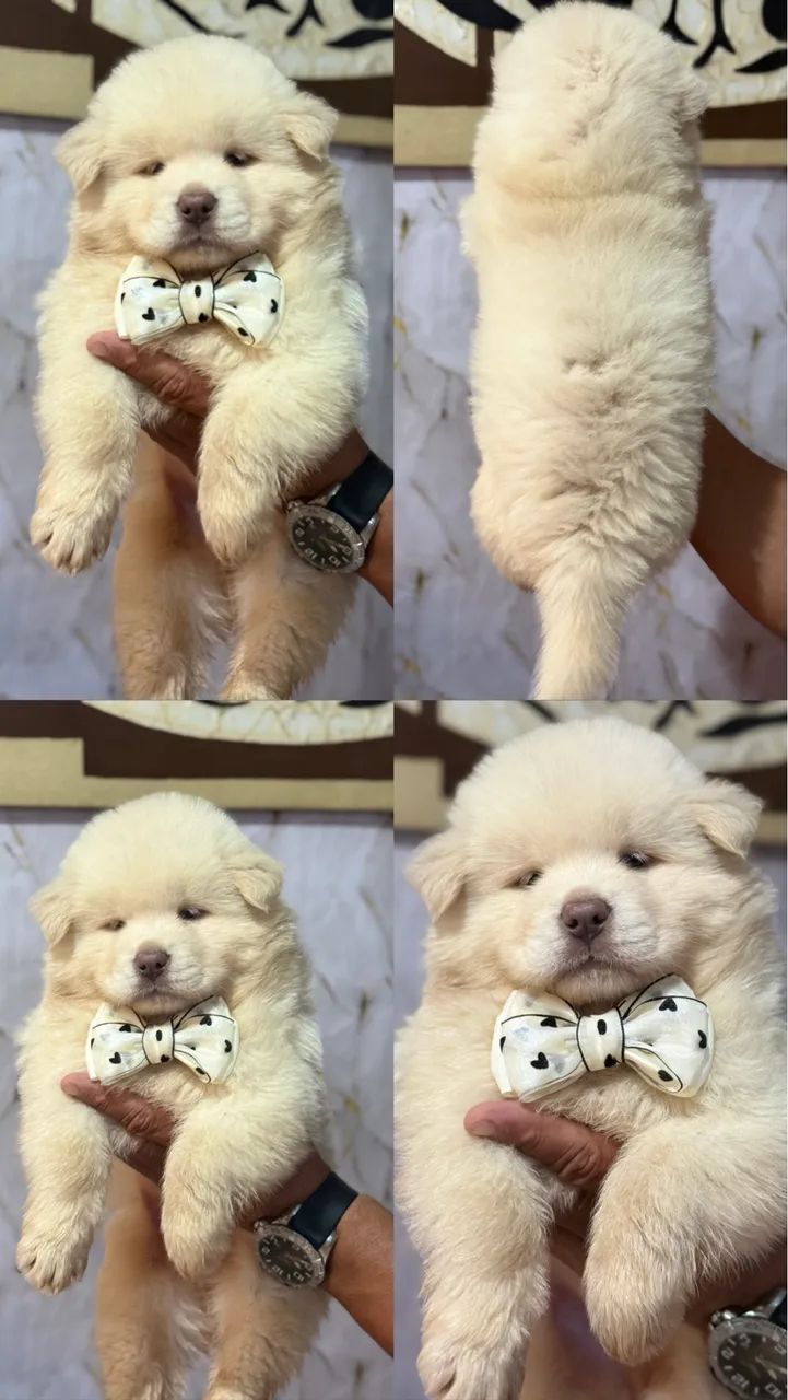 Chow chow 