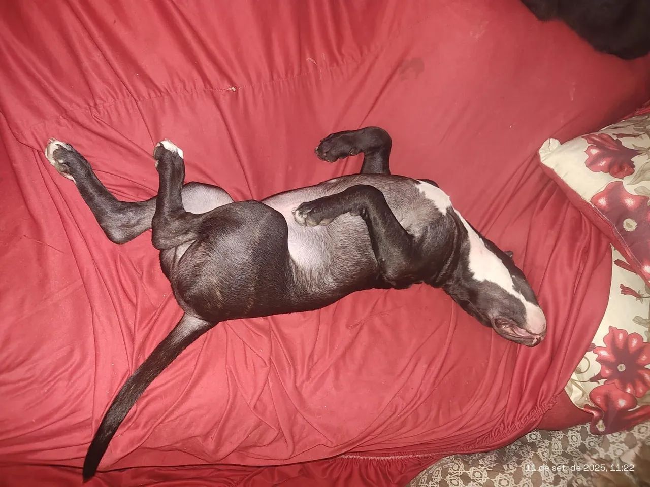 PITBULL DOAÇÃO  - Foto 3
