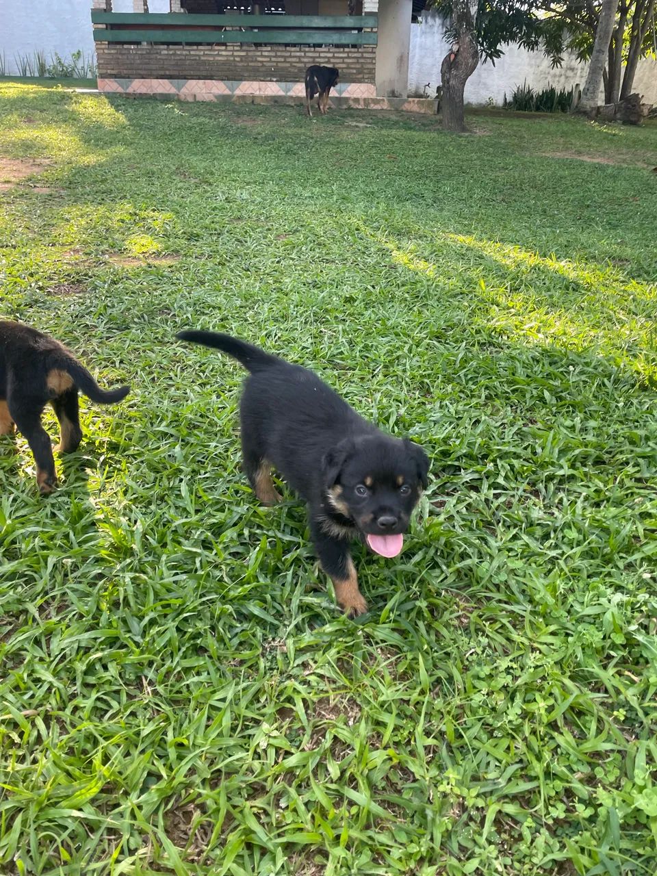 Filhotes de ROTTWEILER COM PASTOR ALEMÃO  - Foto 2