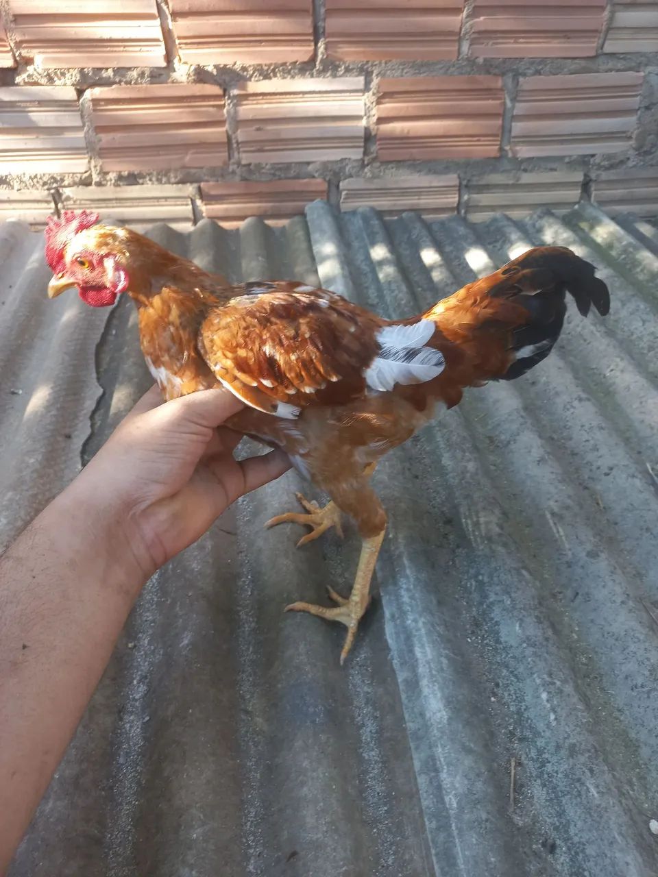 Frango garlinzer 