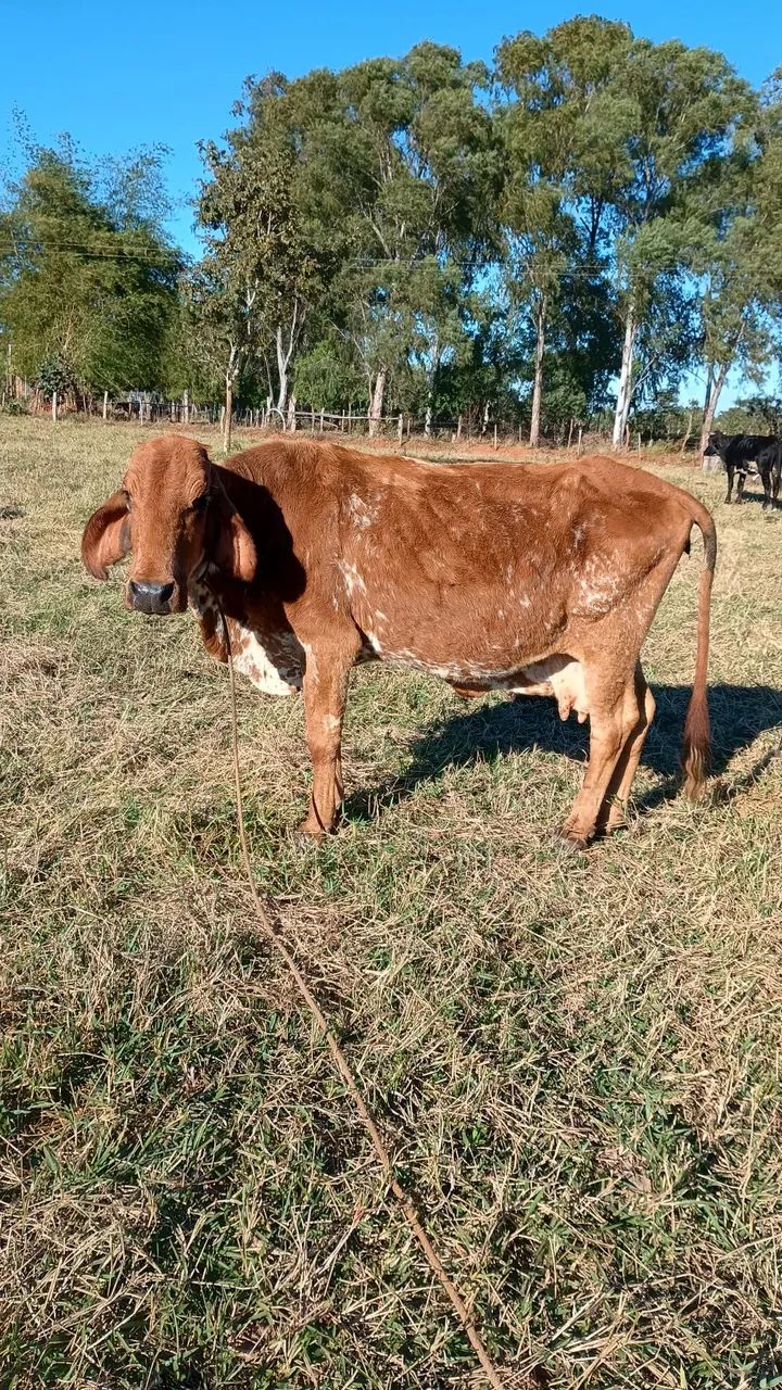 Vendo vaca de leite  - Foto 3