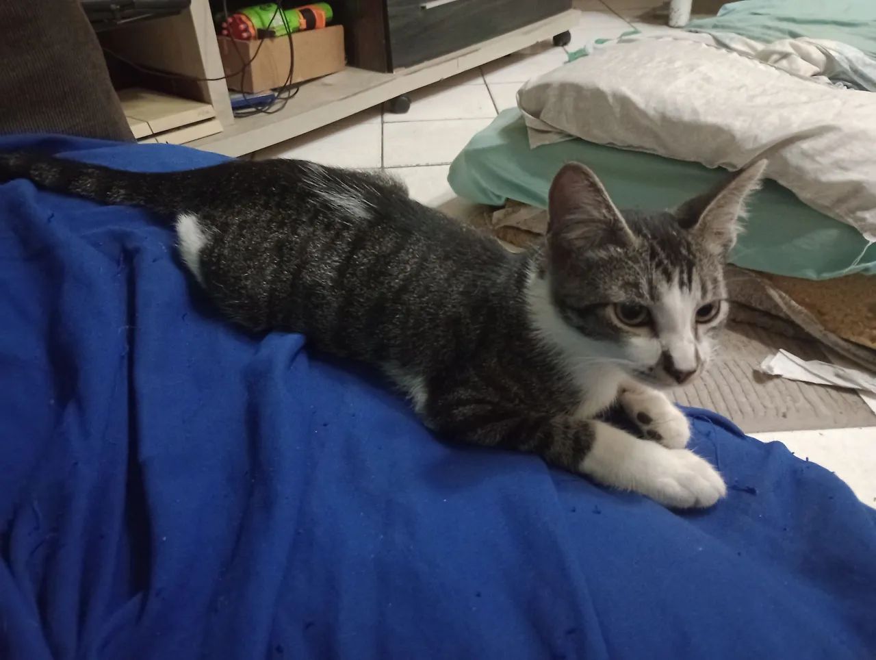 Gatinho Leelo - Foto 2