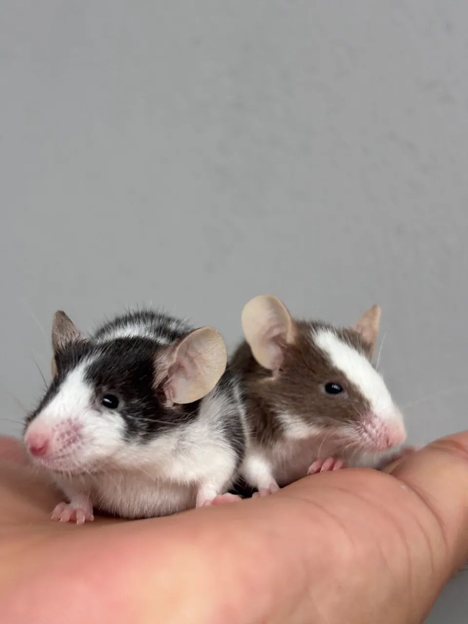 Ratinho de estimação, lindos pets  - Foto 2