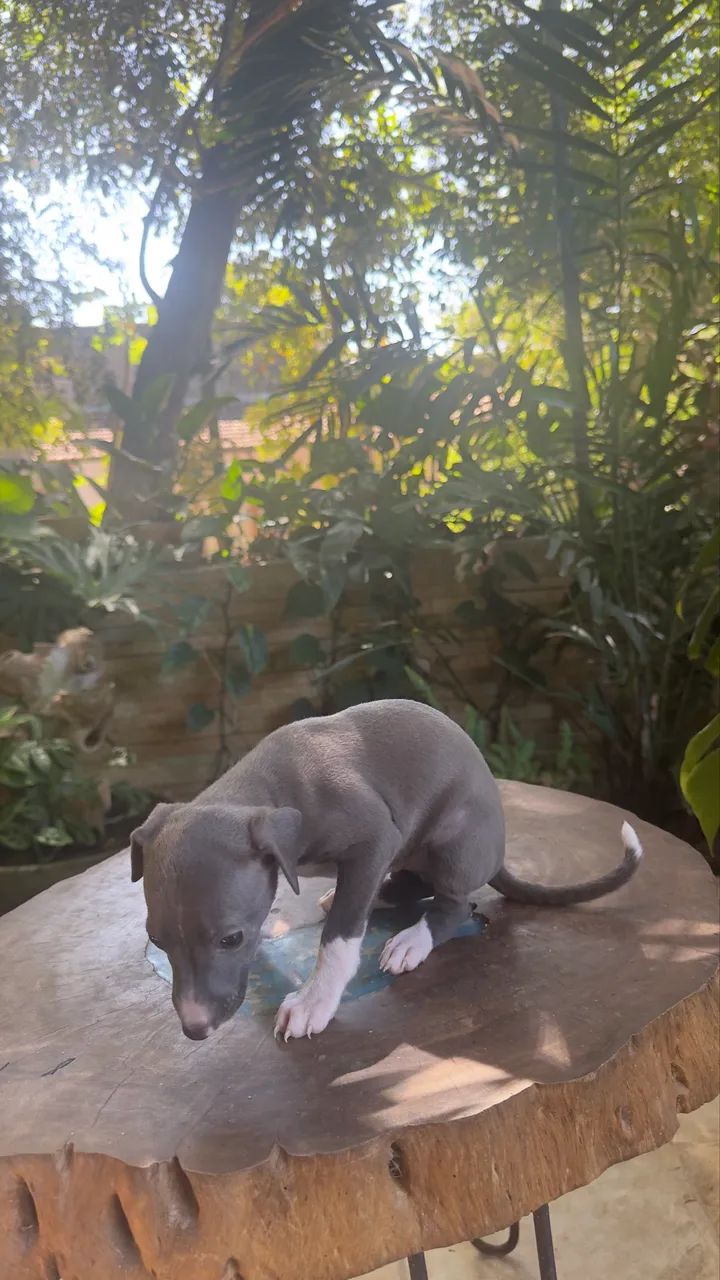 Galgo Italiano  - Foto 2