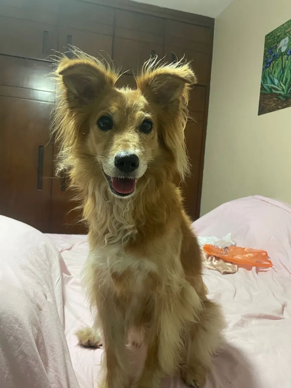 Cachorro para doação  - Foto 4