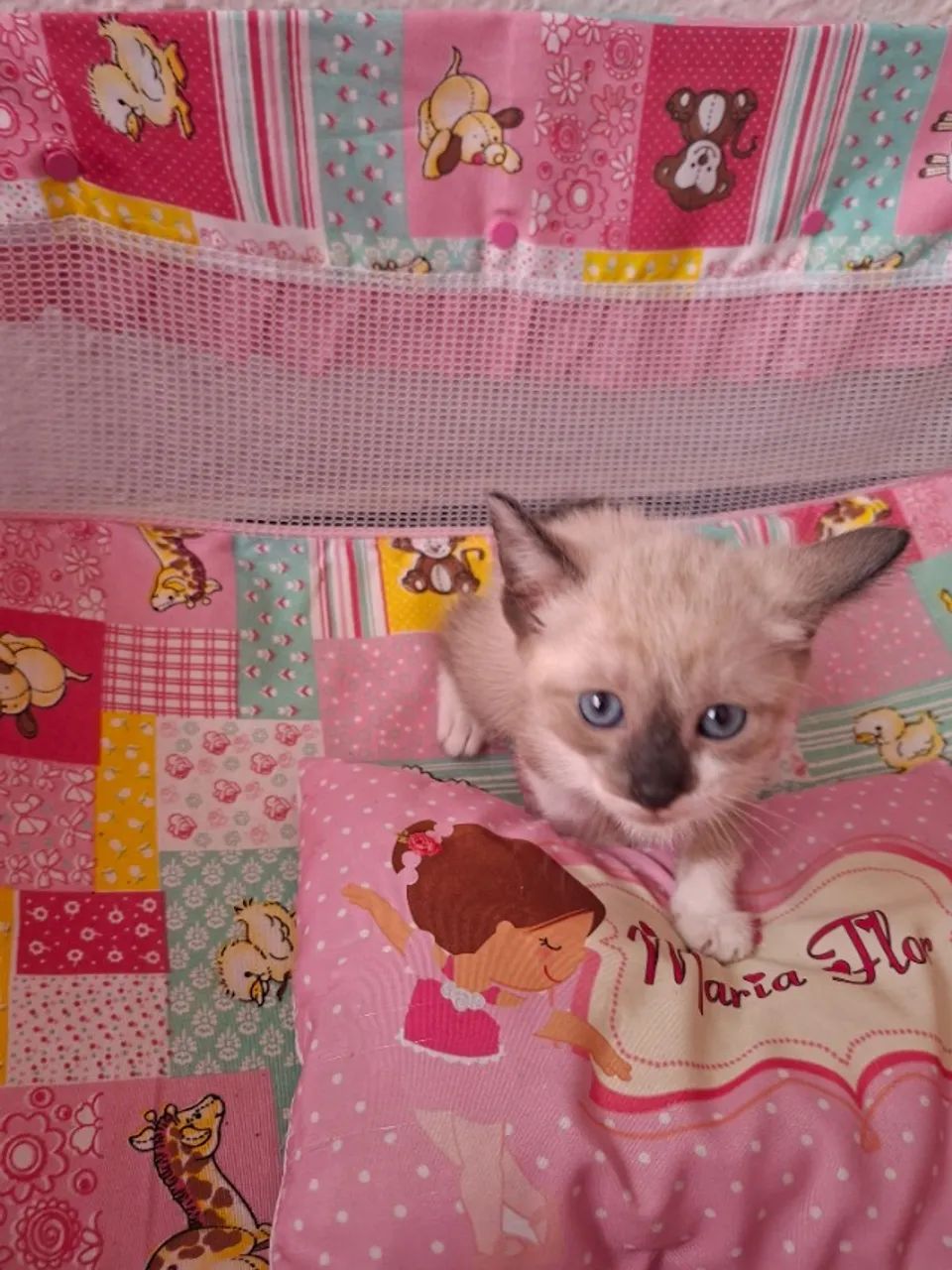 Doação, gatinha fêmea  - Foto 2
