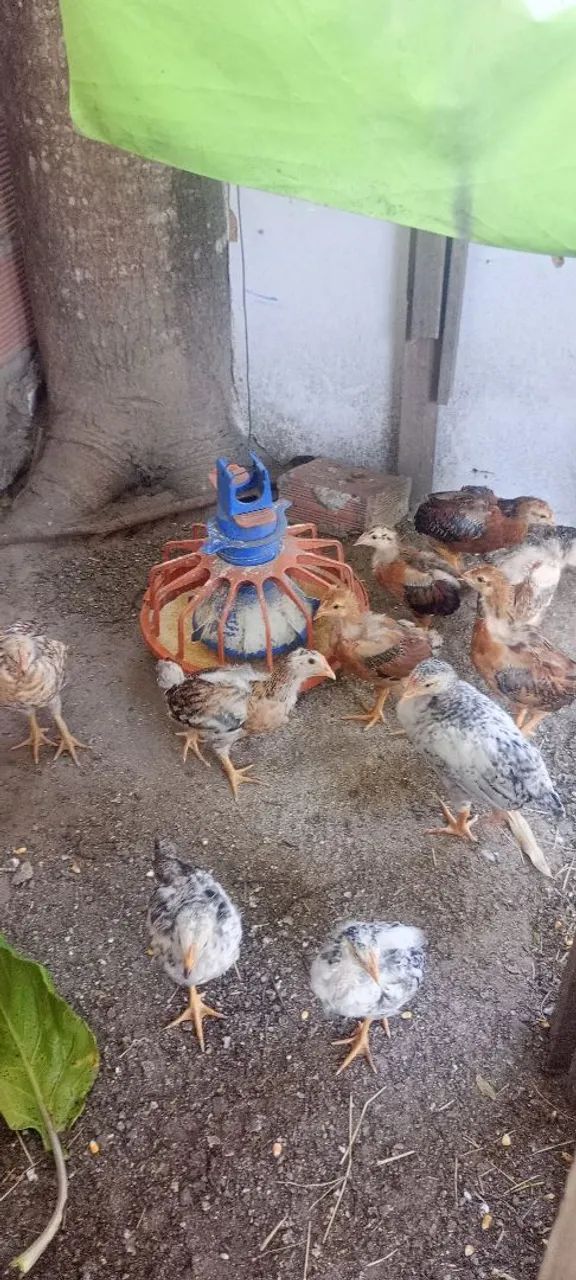 Pintos Brahma e de capoeira - Foto 3