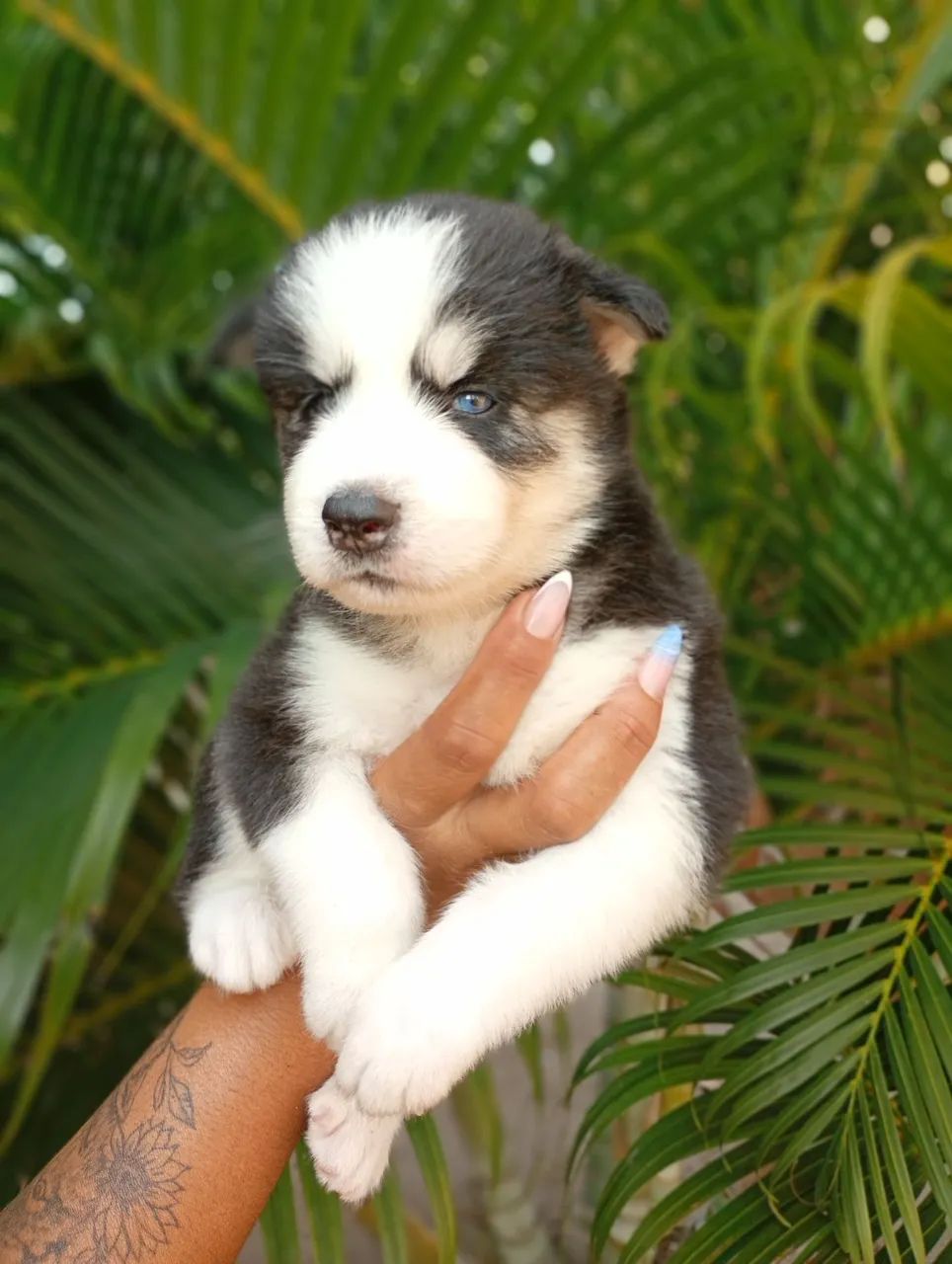 Husky siberiano filhote 