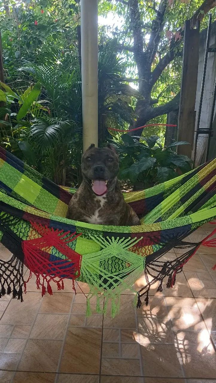 Pit Bull super dócil  - Foto 4