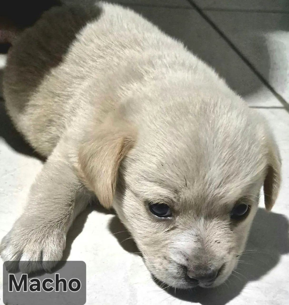 Doação de filhote  - Foto 2