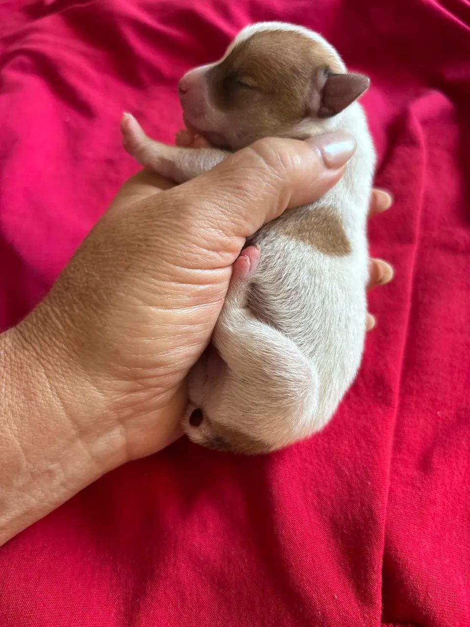 Pinscher machinho - Foto 3