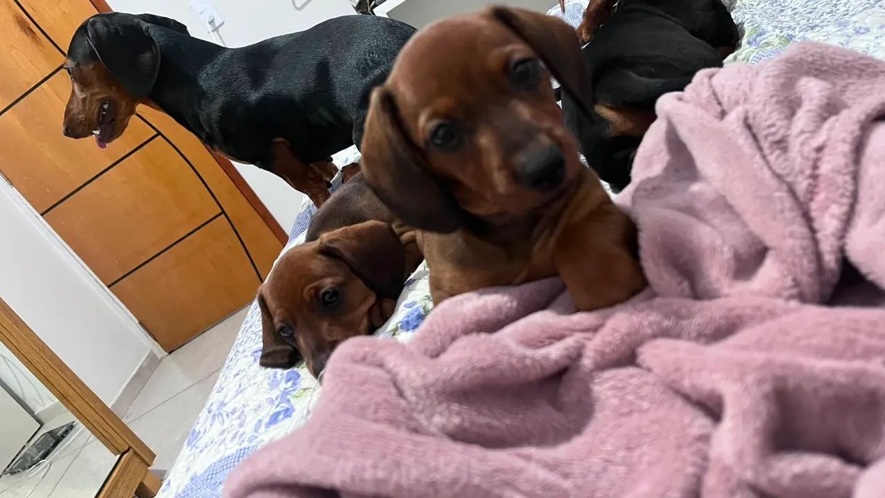 Cachorro salsicha - Foto 5