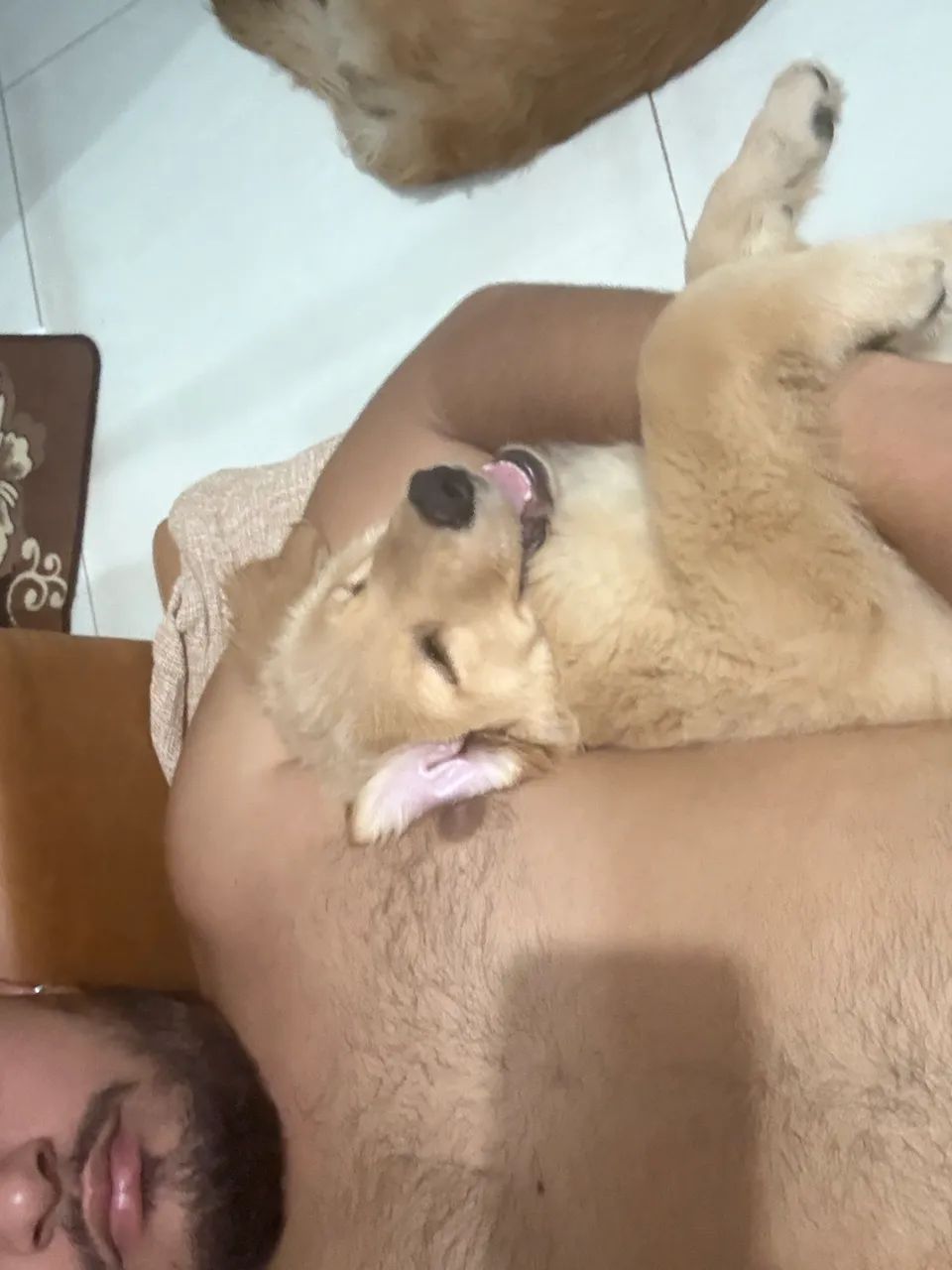 Golden retriever  - Foto 4