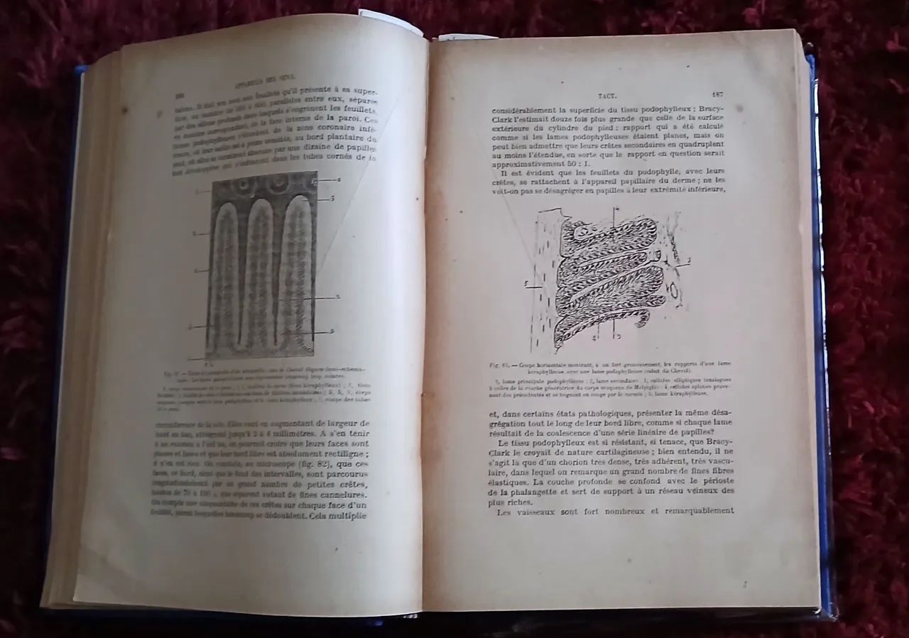 PRECIS D' ANATOMIE COMPAREE/ DES ANIMAUX  DOMESTIQUES - Foto 4