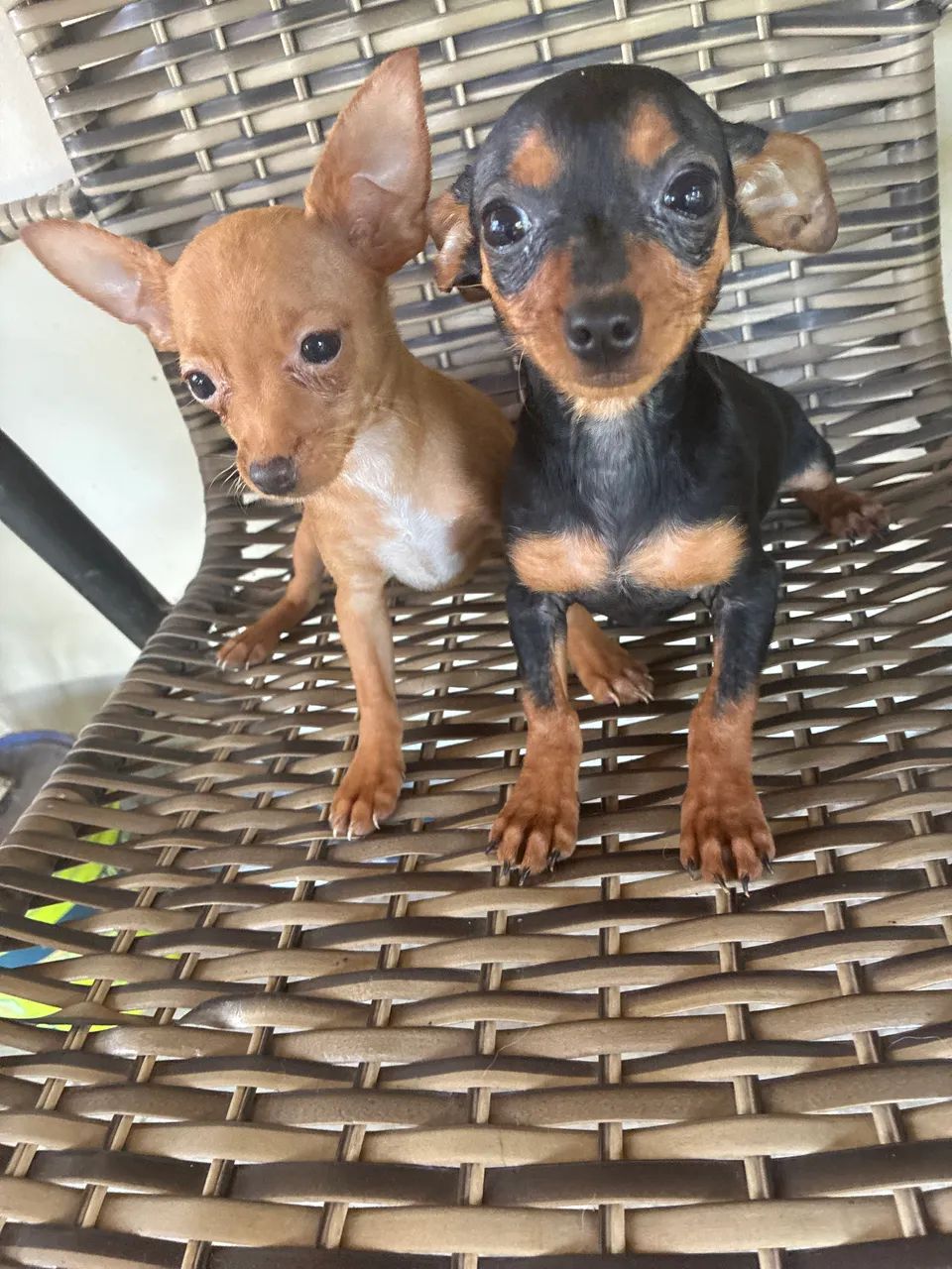 Pinscher  - Foto 2