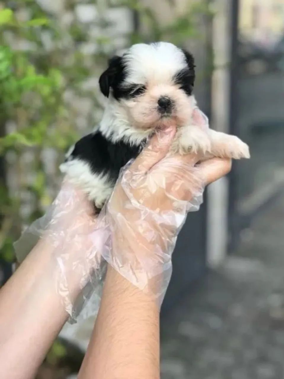 Shih-tzu macho com Pedigree  - Foto 2