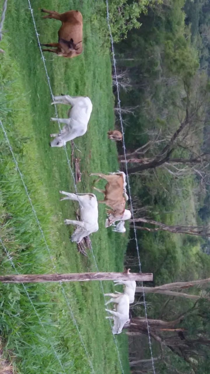 Chácara em Osvaldo Cruz - SP - Foto 5