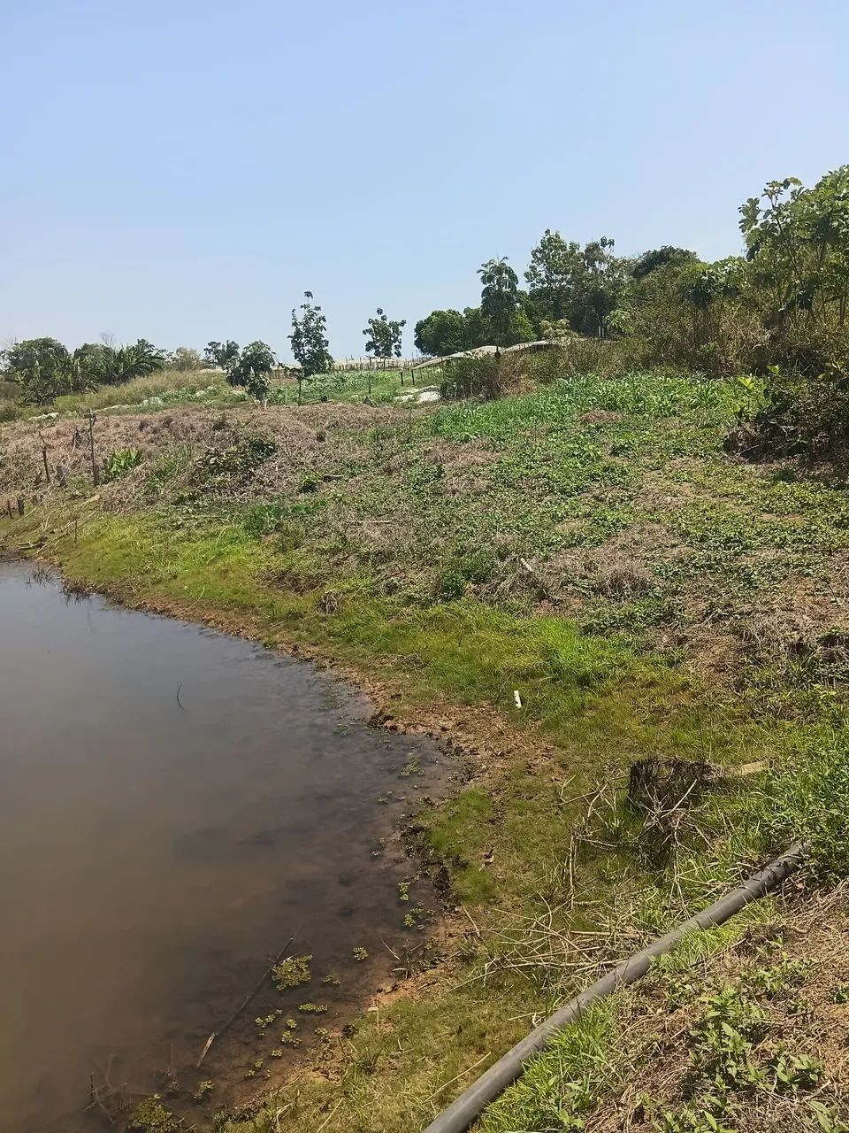 Vendo uma chácara com 6 e quitarem de terra  já formado - Foto 4