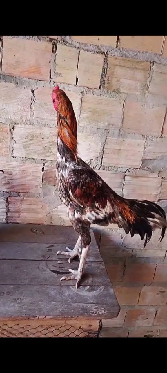 Galo canela branca 