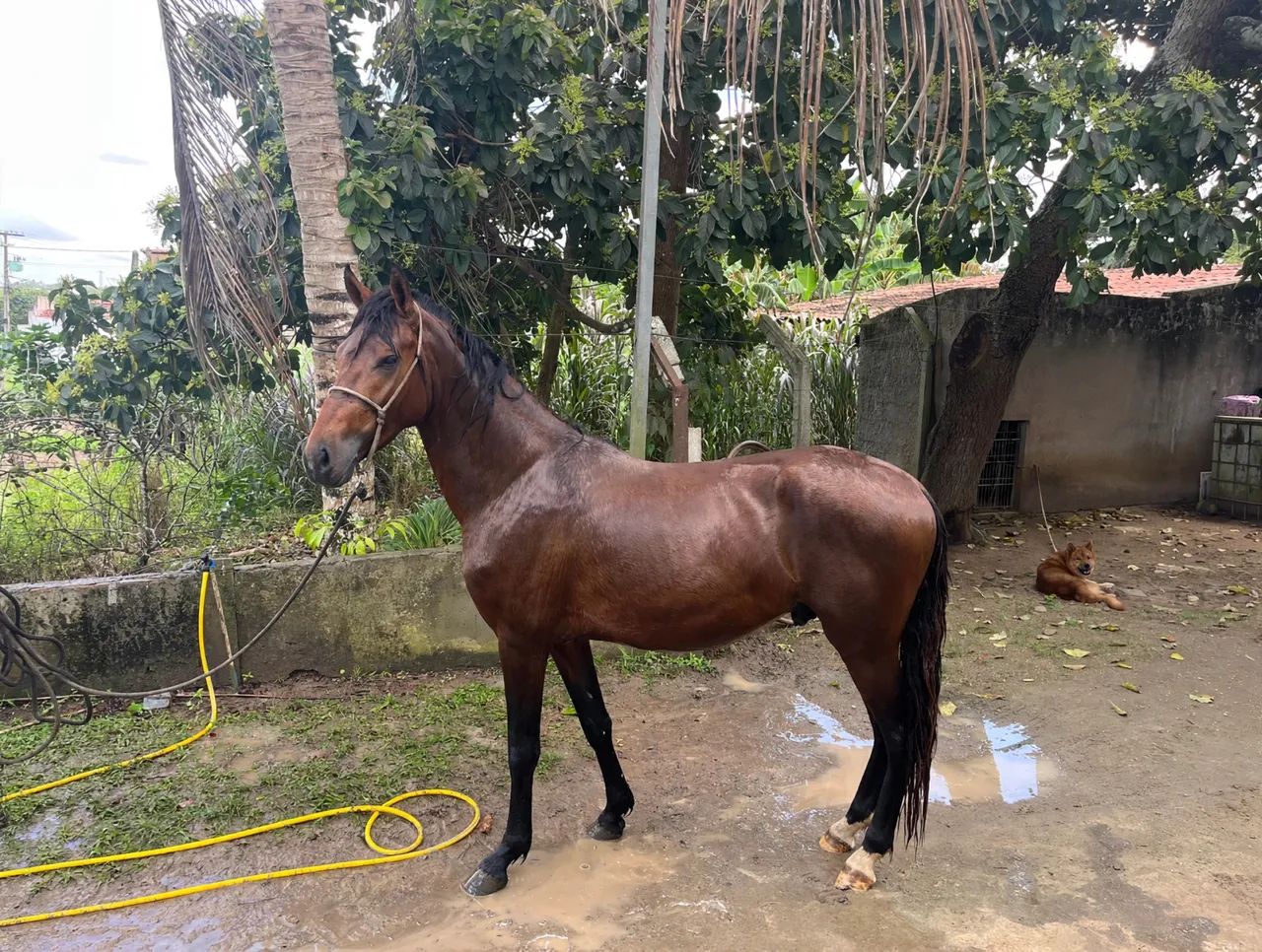 Cavalo  - Foto 4