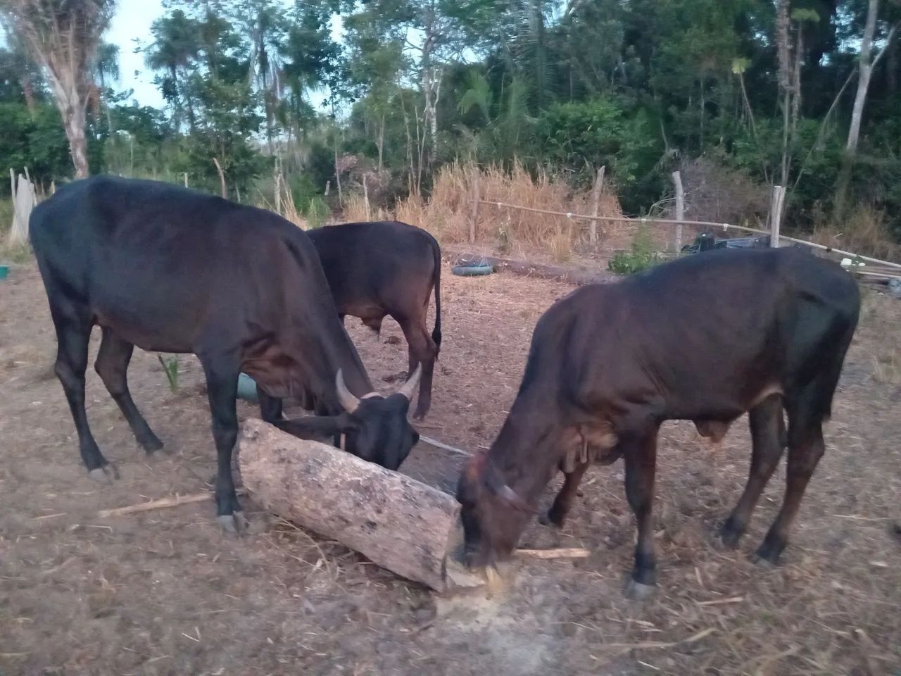 Vendo gado  - Foto 4