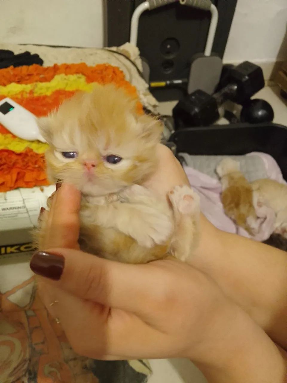 Filhotes de gato persa - Foto 5