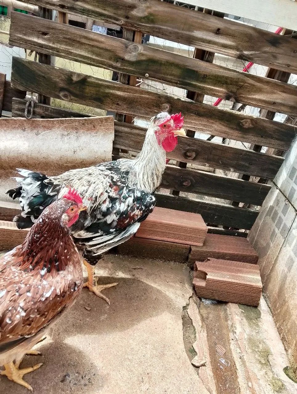 Frango gsb 