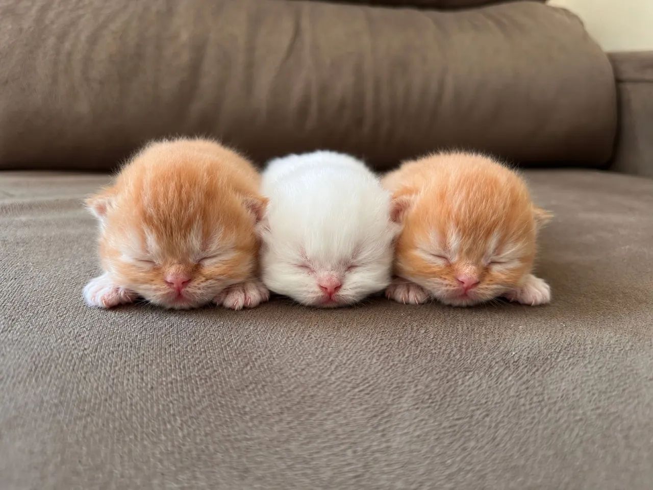 Gato Persa