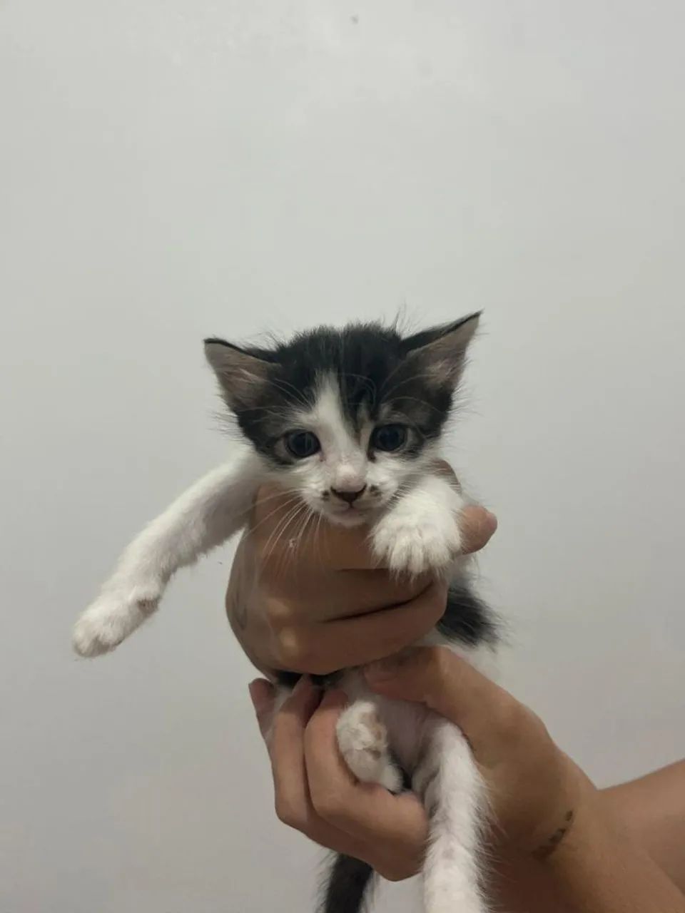 Doação de gatinho macho