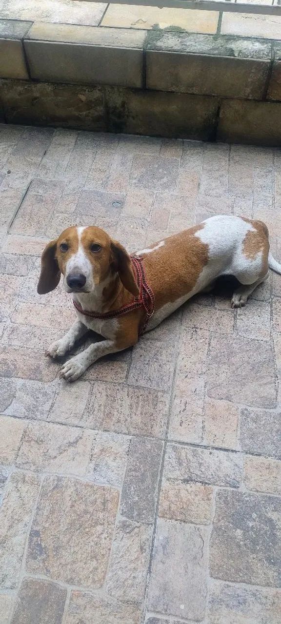 Doação lindo e dócil.  - Foto 2