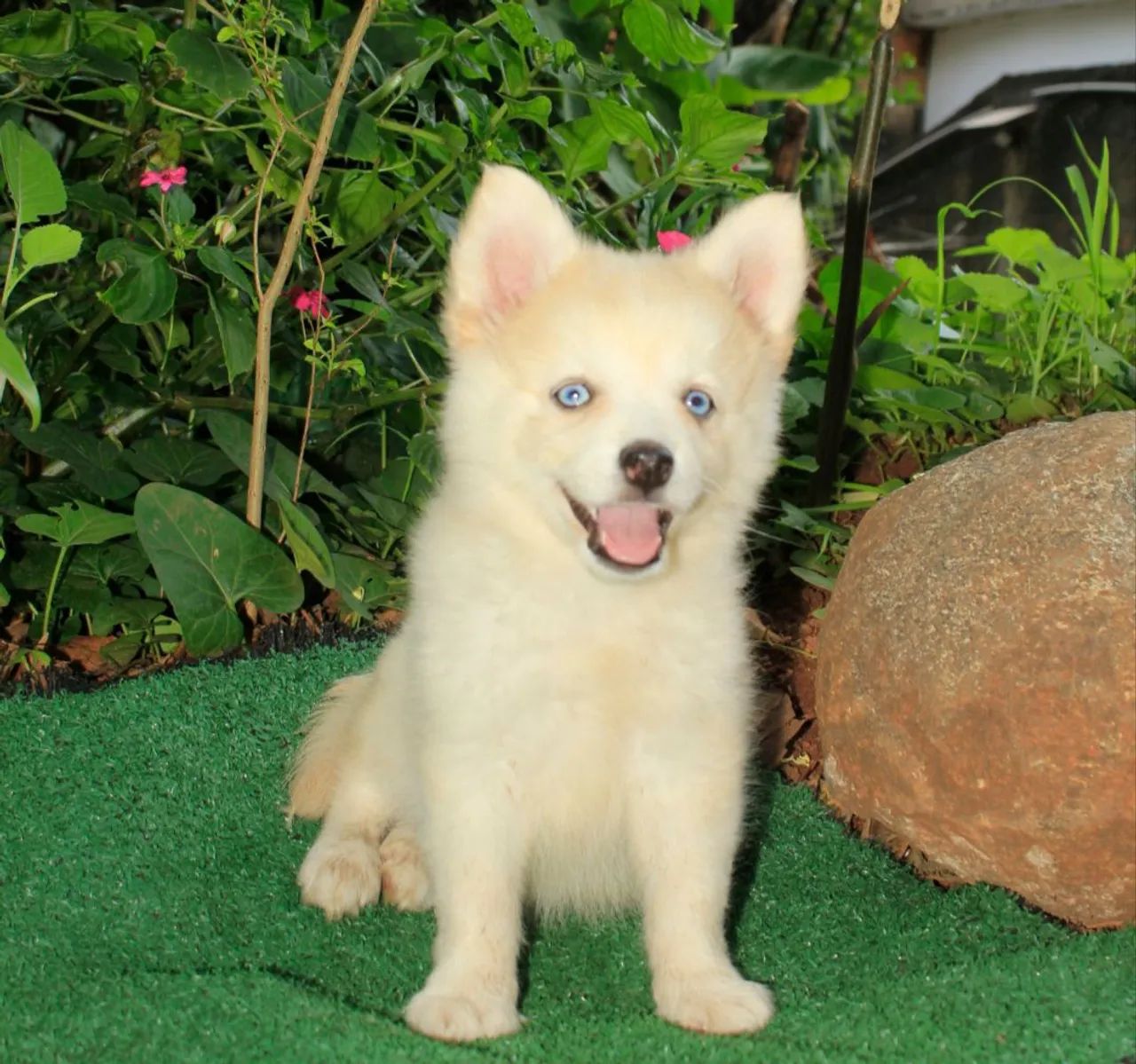 Filhote macho !!! pomsky f3 !!! Mini !!! - Foto 4