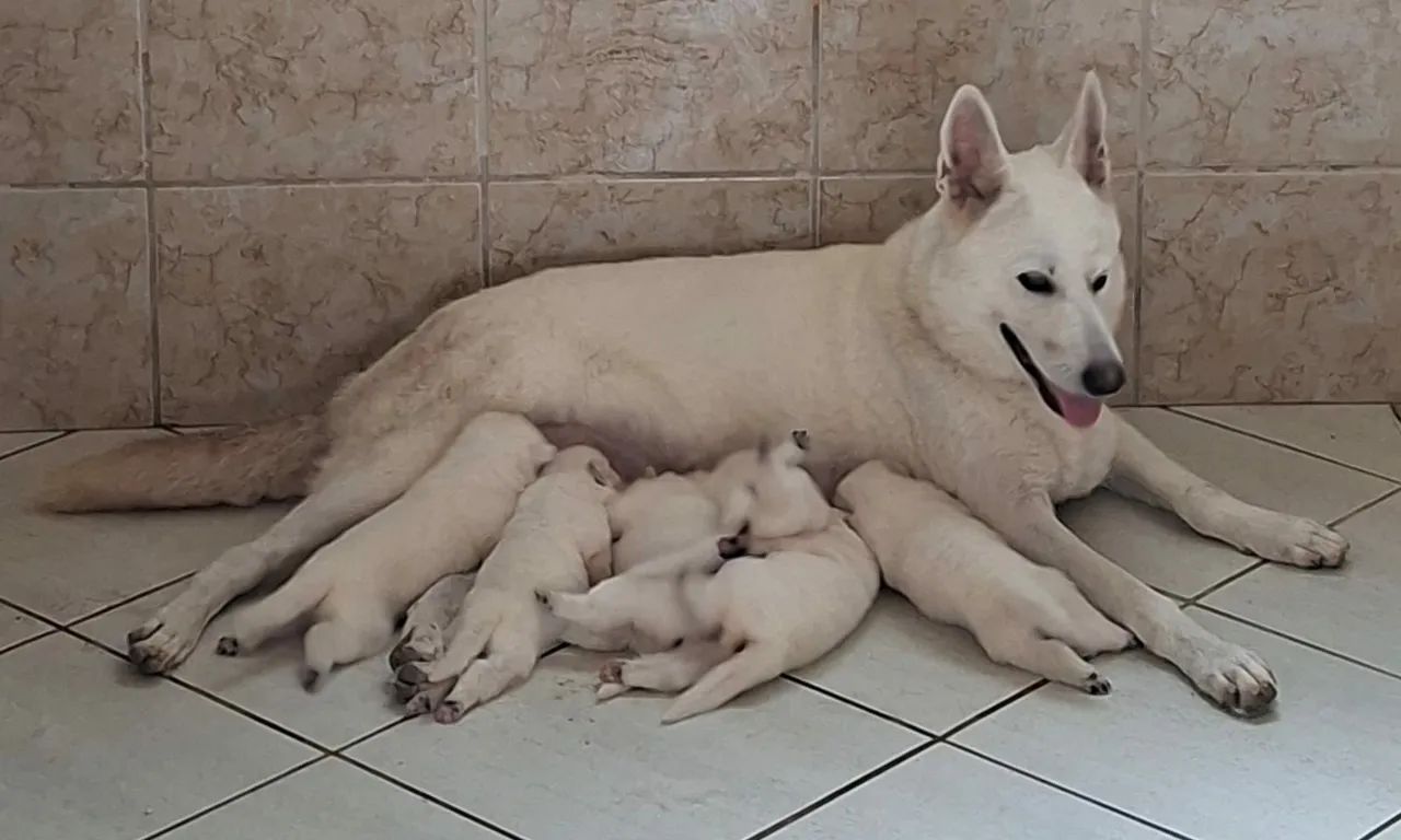 Filhotes de Pastor Alemão Branco(Pastor Branco Suíço)